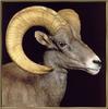 [Sj scans - Critteria 3] Bighorn Sheep
