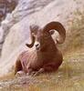 [Sj scans - Critteria 3] Bighorn Sheep