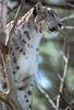 [Sj scans - Critteria 3] Snow Leopard