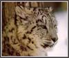 [Sj scans - Critteria 3] Snow Leopard