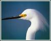 [Sj scans - Critteria 3] Snowy Egret