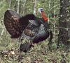 [Sj scans - Critteria 3] Wild Turkey
