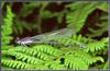 [Sj scans - Critteria 3] Violet Tail Dameselfly