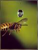 [Sj scans - Critteria 3] Wasp