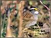 [Sj scans - Critteria 3] White-Throated Sparrow