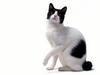 [JLM scans - Cat Breed] Japanese Bobtail Black and White