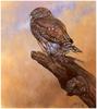 [CameoRose scan] Painted by Edward Aldrich, Pygmy Owl