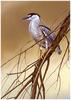 [CameoRose scan] Painted by Edward Aldrich, Black-Crowned Night Heron