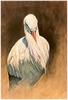 [CameoRose scan] Painted by Edward Aldrich, European White Stork