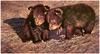 [CameoRose scan] Painted by Edward Aldrich, Siblings (American Black Bear Cubs)