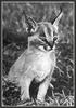 [CameoRose scan] Lynx Kitten African Species (Caracal)