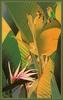 [CameoRose scan] Painted by Richard Drayton, Lovebird Of Paradise