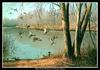 [CameoRose scan] Painted by Maynard Reece, Quiet Pond: Mallards