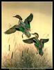 [CameoRose scan] Painted by Maynard Reece, Jumping Green-wings: Green-winged Teal