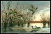 [CameoRose scan] Painted by Maynard Reece, Sunrise: Green-winged Teal