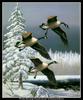 [CameoRose scan] Painted by Maynard Reece, Frosty Morning: Canada Geese