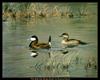 [CameoRose scan] Painted by Maynard Reece, The Stiff-tails: Ruddy Ducks