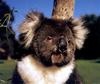 CPerrien scan] Australian Native Animals 2002 Calendar (AG): Koala