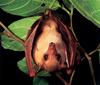 CPerrien scan] Australian Native Animals 2002 Calendar (AG): Common Blossom Bat