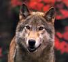 [CPerrien scan] Wolves - A Bay Street 2001 Calendar