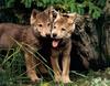 [CPerrien scan] Wolves - A Sierra Club 2000 Calendar