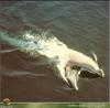 [PO Scans - Aquatic Life] Fin whale (Balaenoptera physalus)