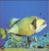 [PO Scans - Aquatic Life] Titan triggerfish (Balistoides viridescens)