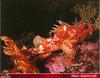 [PO Scans - Aquatic Life] Large-scaled scorpionfish (Scorpaena scrofa)