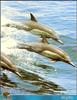 [PO Scans - Aquatic Life] Dolphins