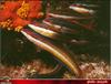 [PO Scans - Aquatic Life] Mediterranean rainbow wrasse (Coris julis)