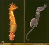 [PO Scans - Aquatic Life] Seahorse (Hippocampus sp.)