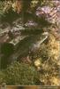 [PO Scans - Aquatic Life] Brown wrasse (Labrus merula)