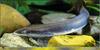 [PO Scans - Aquatic Life] Lamprey