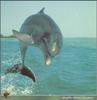 [PO Scans - Aquatic Life] Bottlenose dolphin (Tursiops truncatus)
