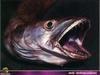 [PO Scans - Aquatic Life] Merlu - European hake (Merluccius merluccius)