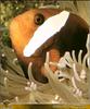[PO Scans - Aquatic Life] Clownfish (Amphiprion sp.)