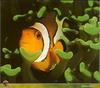 [PO Scans - Aquatic Life] Clownfish (Amphiprion sp.)