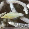 [PO Scans - Aquatic Life] Harlequin filefish (Oxymonacanthus longirostris)