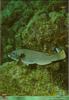 [PO Scans - Aquatic Life] Mediterranean parrotfish (Sparisoma cretense)