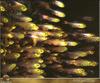 [PO Scans - Aquatic Life] Cardinalfishes