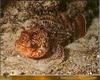 [PO Scans - Aquatic Life] Black scorpionfish (Scorpaena porcus)