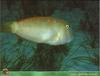 [PO Scans - Aquatic Life] Pearly razorfish (Xyrichtys novacula)