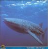 [PO Scans - Aquatic Life] Whale shark (Rhincodon typus)