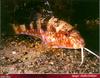 [PO Scans - Aquatic Life] Red mullet (Mullus barbatus)