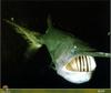 [PO Scans - Aquatic Life] American paddlefish (Polyodon spathula)