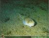 [PO Scans - Aquatic Life] Atlantic stargazer (Uranoscopus scaber)