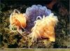 ...[PO Scans - Aquatic Life] Antarctic sea anemone (Urticinopsis antarctica) & Jellyfish (Desmonema