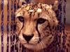 [LRS Art Medley] Vavras Cats, Cheetah