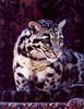 [LRS Art Medley] Vavras Cats, Clouded Leopard