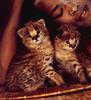 [LRS Art Medley] Vavras Cats, Cheetah Cub